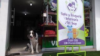 lugares para adoptar gatos en bucaramanga Veterinaria TU MASCOTA SPA