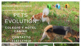 alojamientos para perros en bucaramanga Pets Evolution - Colegio y Hotel Canino