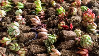 tiendas para comprar plantas huerto bucaramanga Milu Suculentas